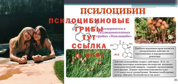 PSILOCYBIN Балахна